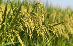 国际粮价飙涨 专家:国际粮价上涨不足以影响中国的粮食安全